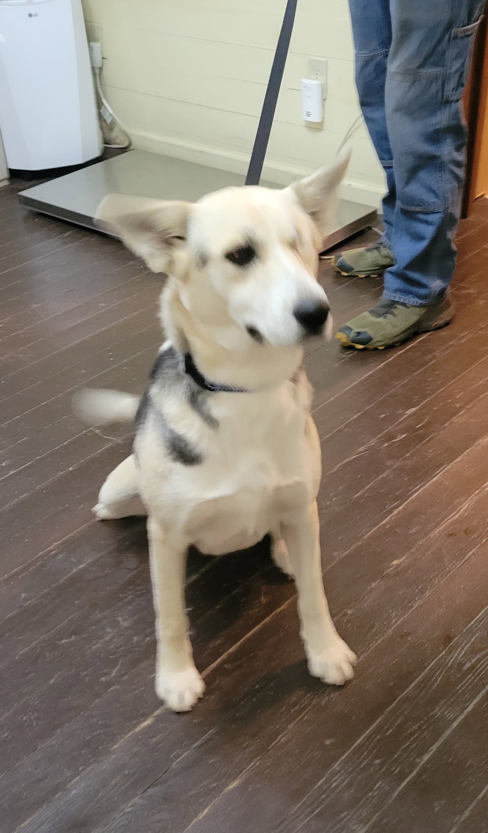 Gracie Brown - German Shepherd Dog