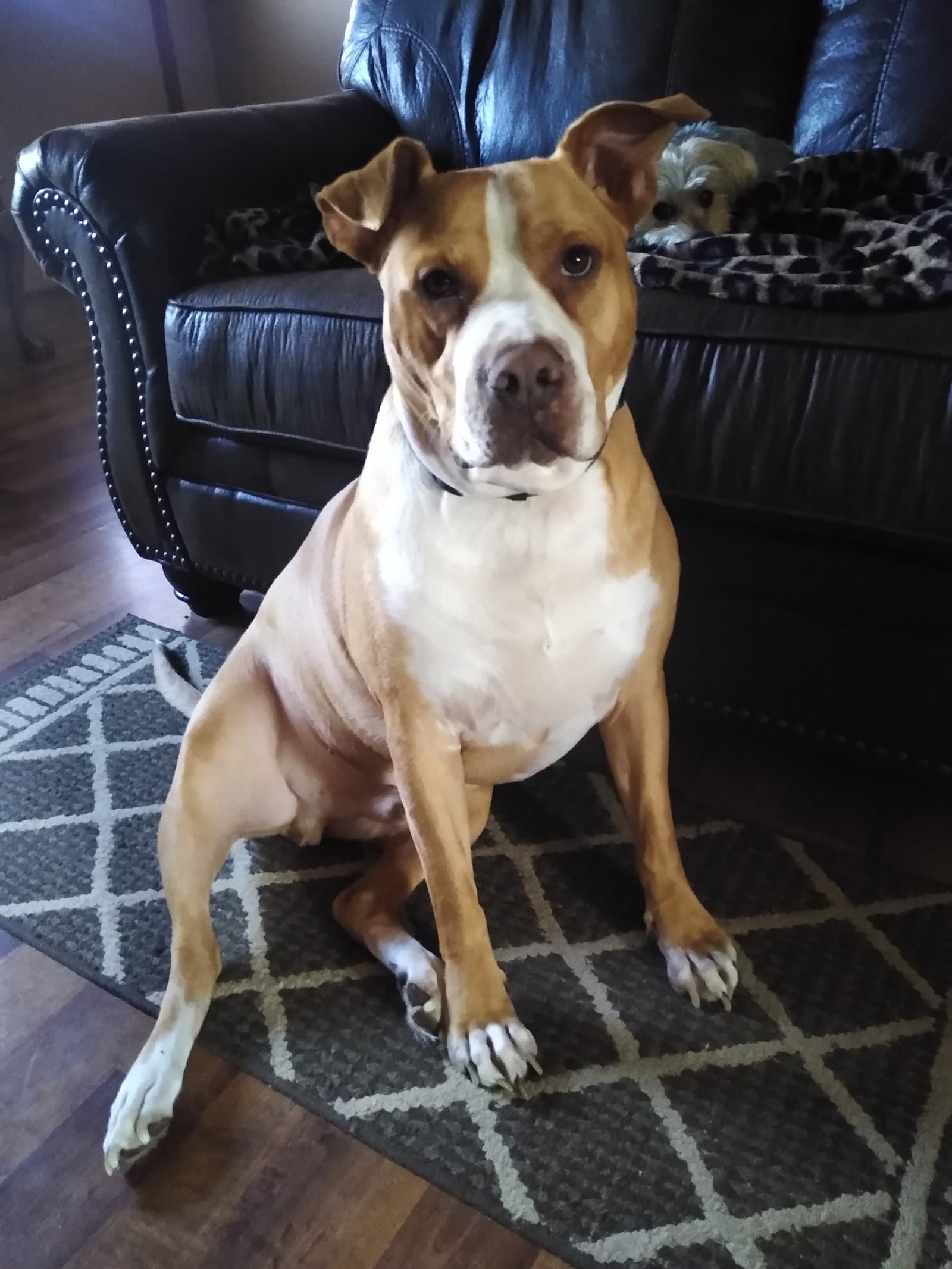 Karl - Staffordshire Bull Terrier