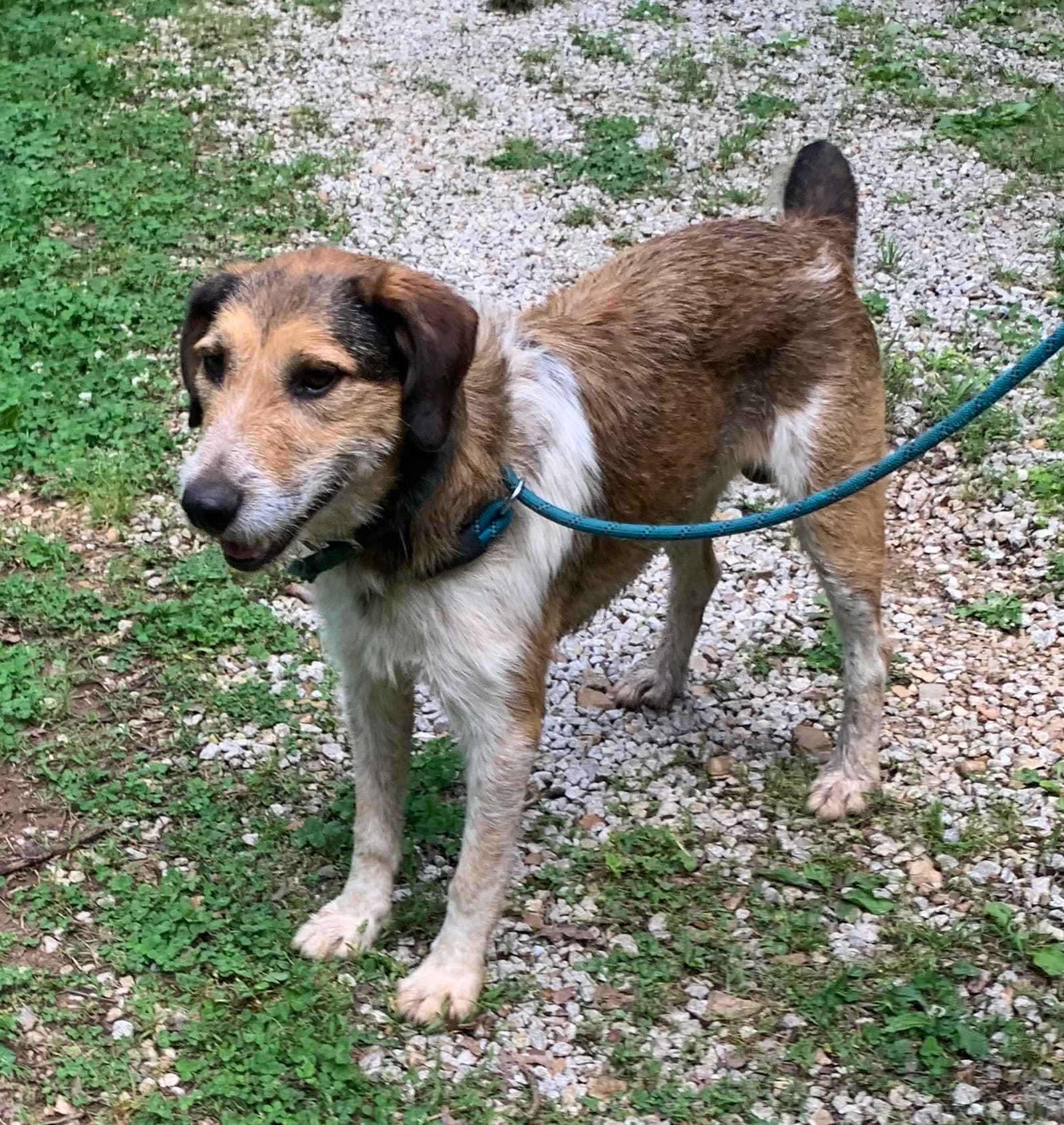 Roy Rogers - Red Heeler