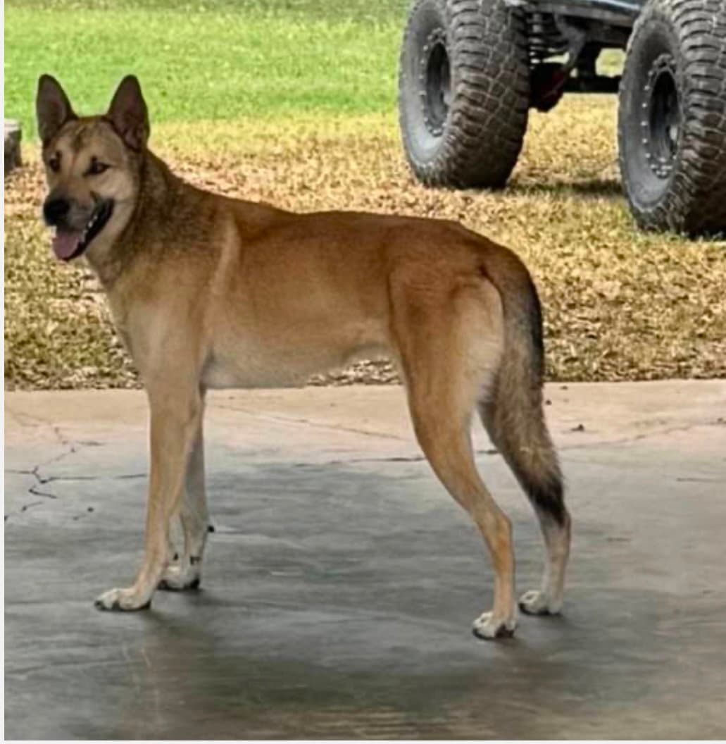 Diego - Belgian Shepherd Malinois