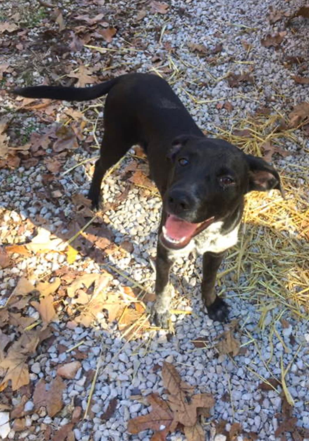 Buford - Cattle Dog