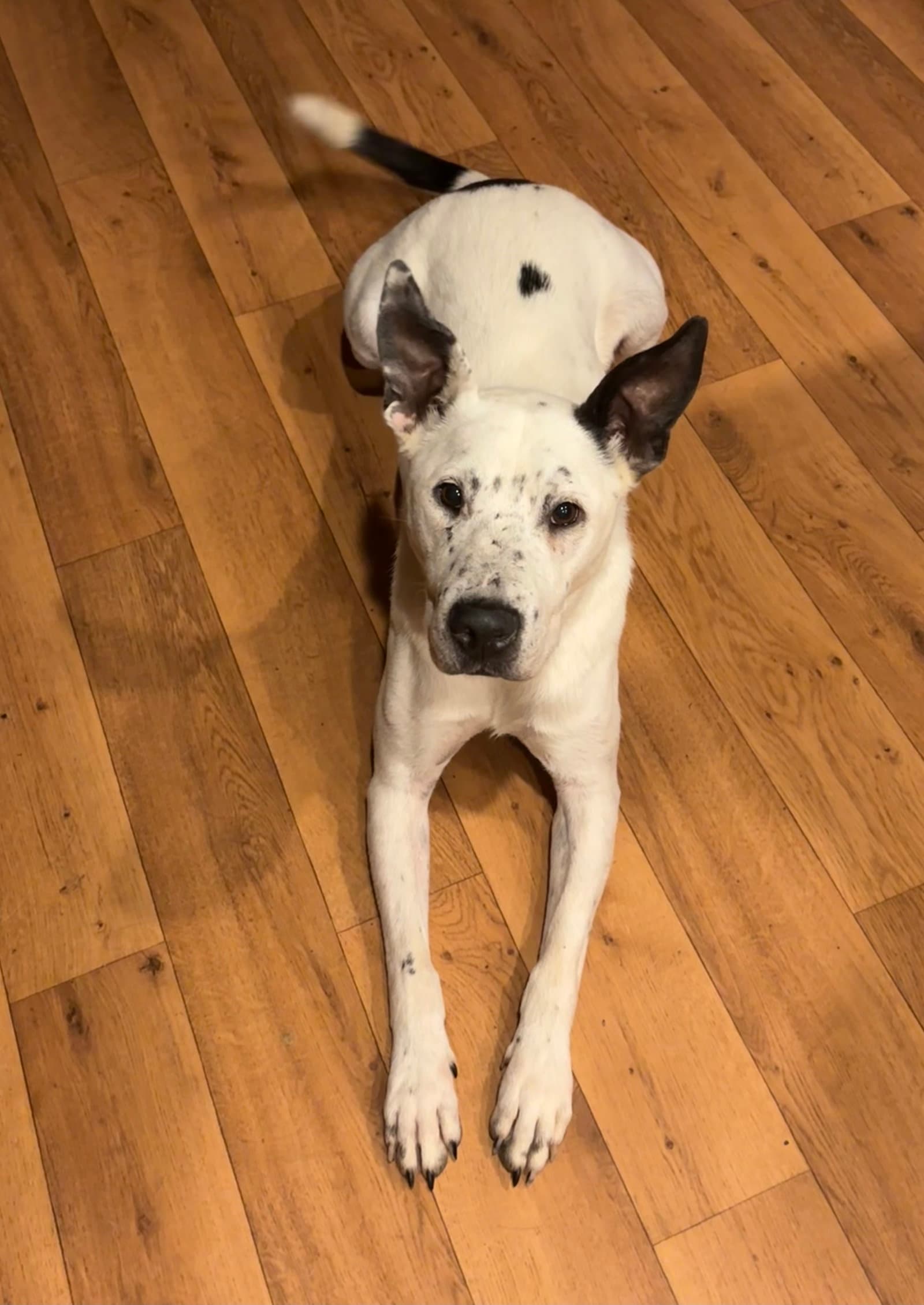 Gabe - Terrier