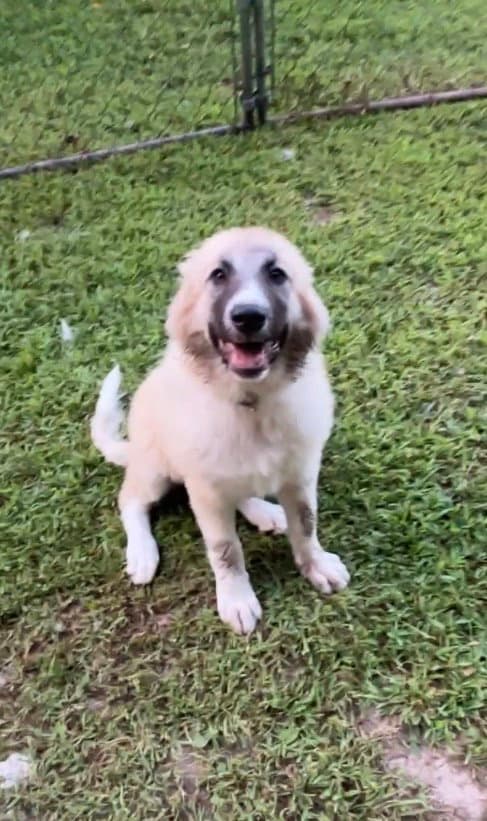 Bonnie Kay - Great Pyrenees