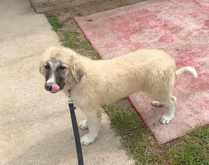 Lani Kay - Great Pyrenees