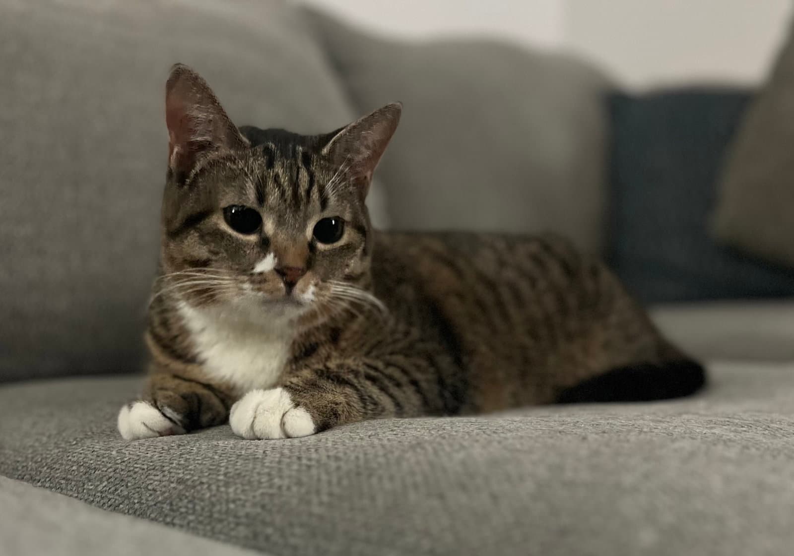 Resilience - Domestic Short Hair