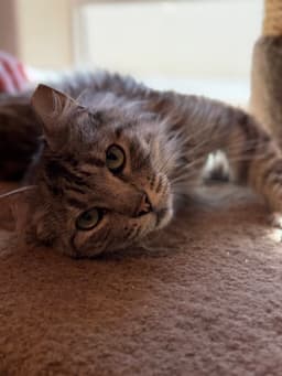 Fluff image 2