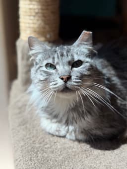 Fluff image 3