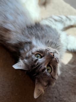 Fluff image 4