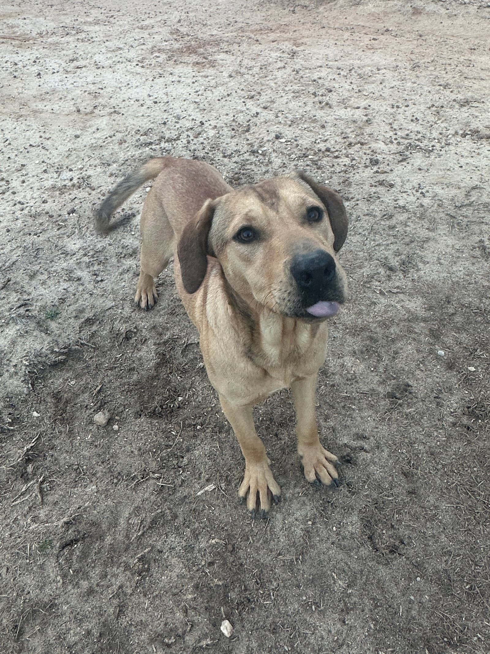 Rocky - Hound