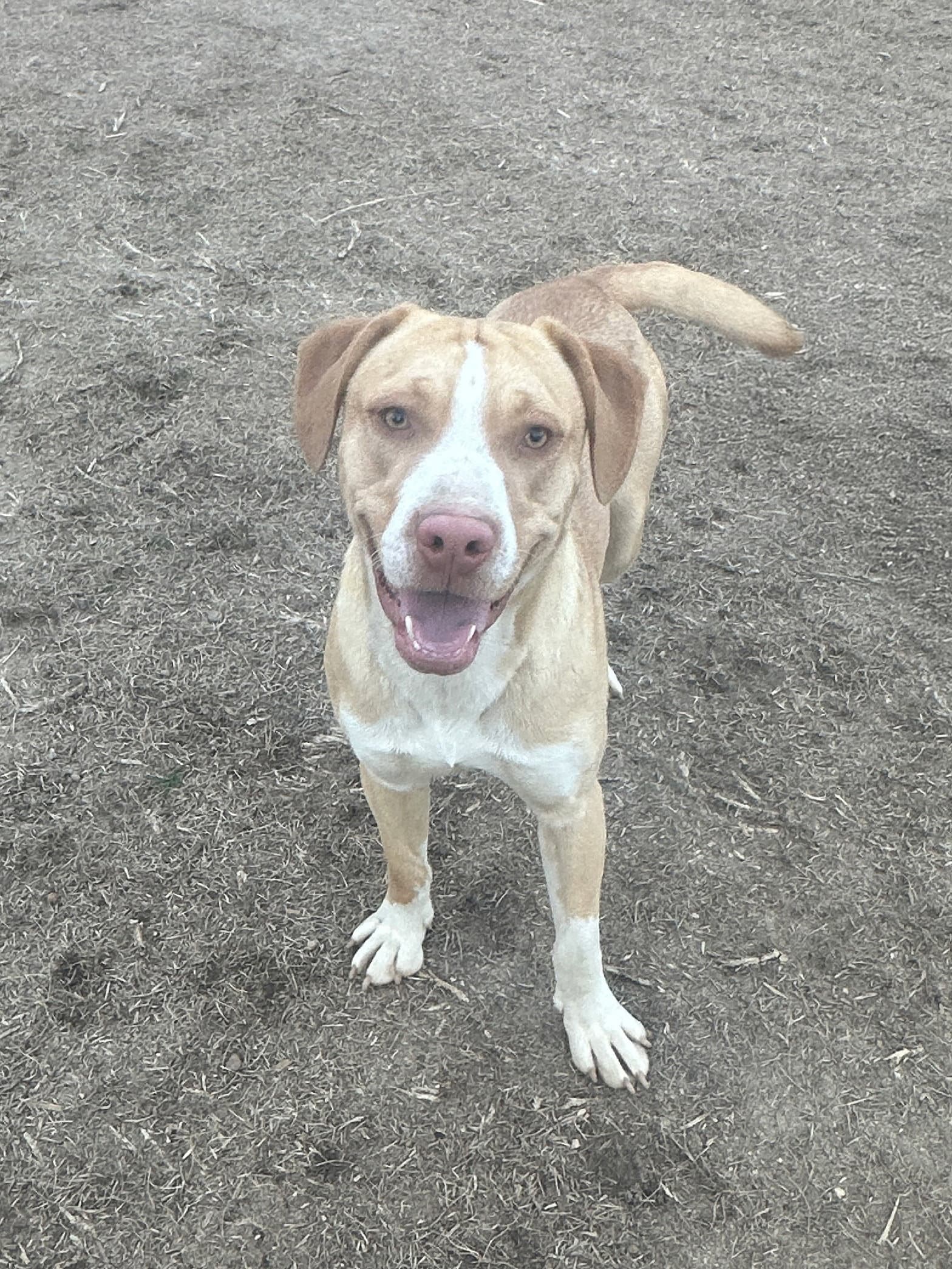 Gilbert - Hound