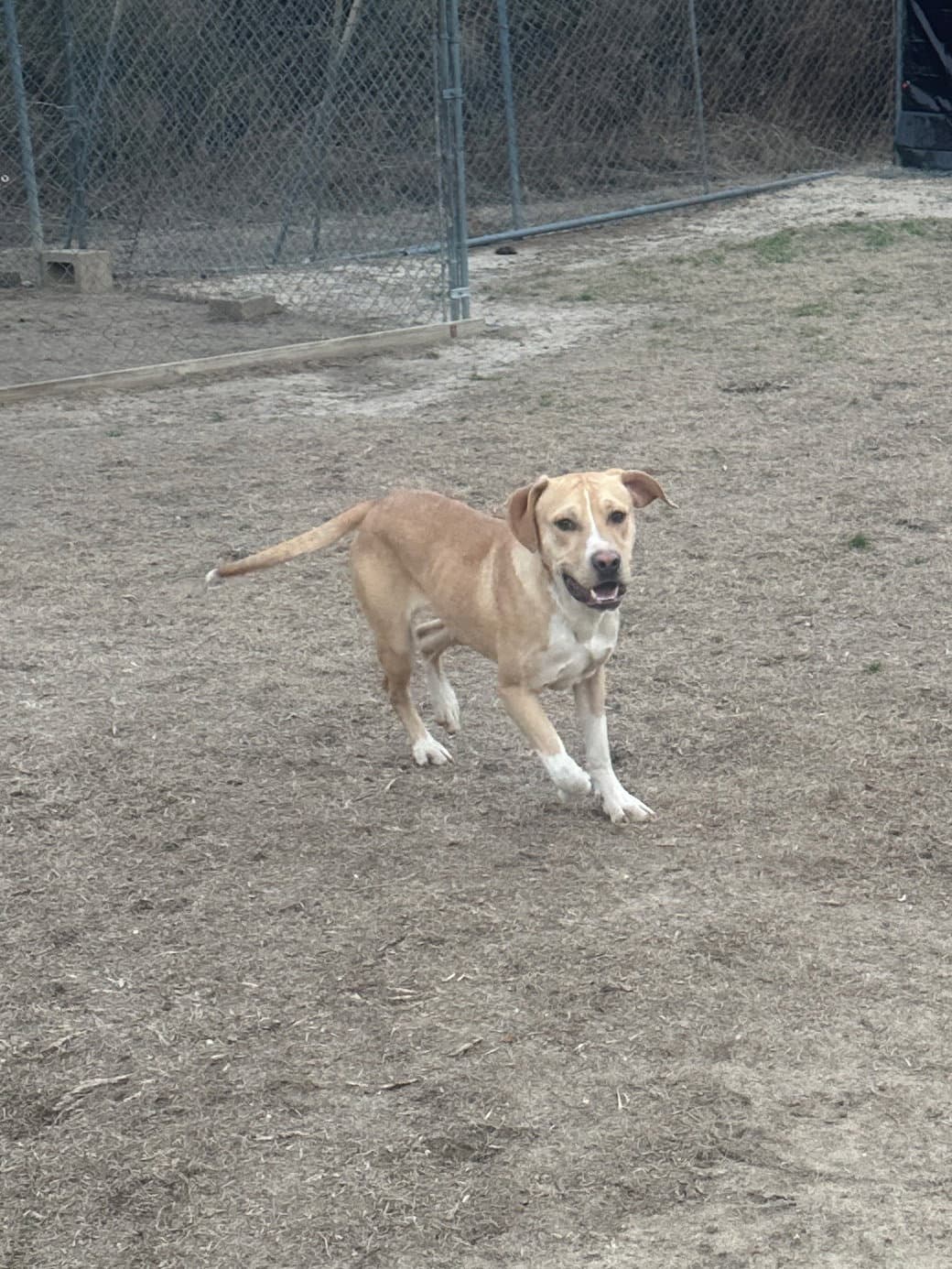 Grady - Hound