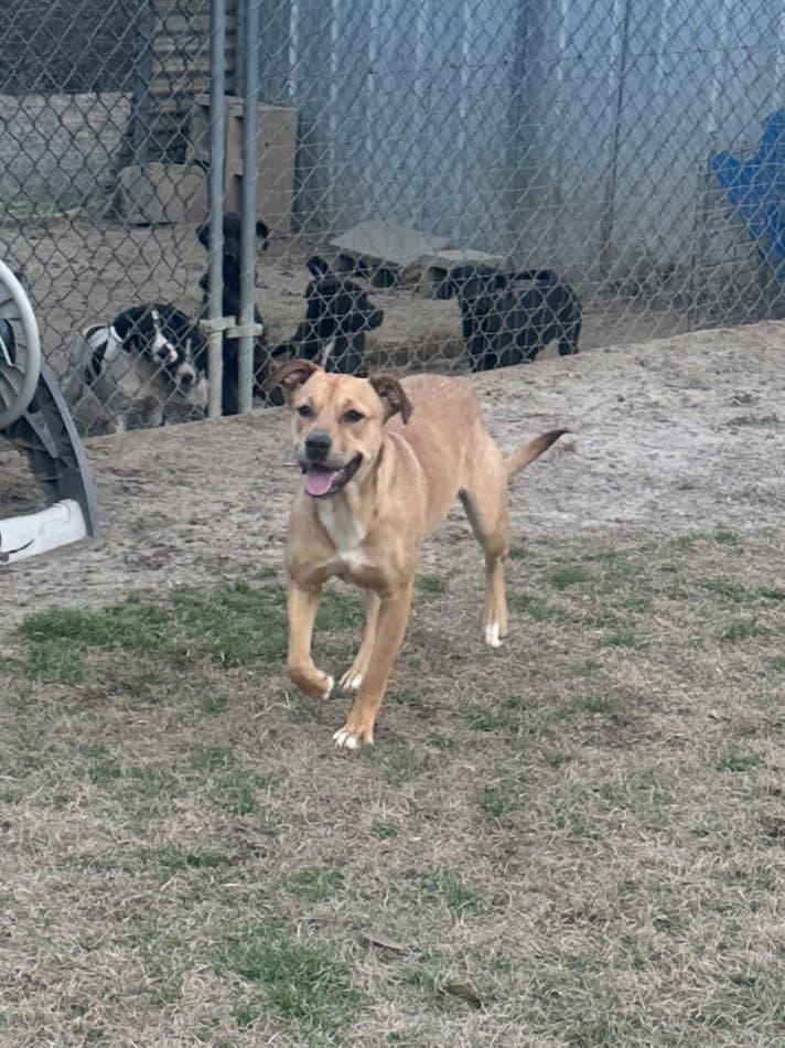 Meadow - Hound