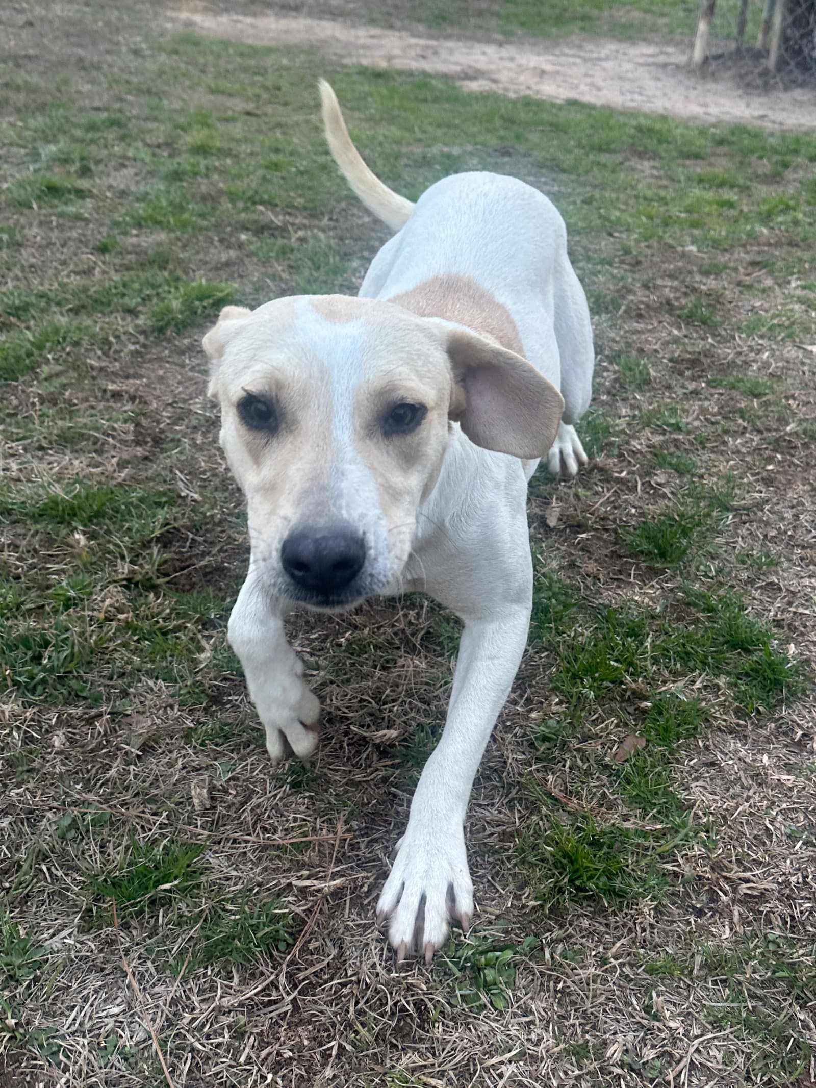Penny - Hound