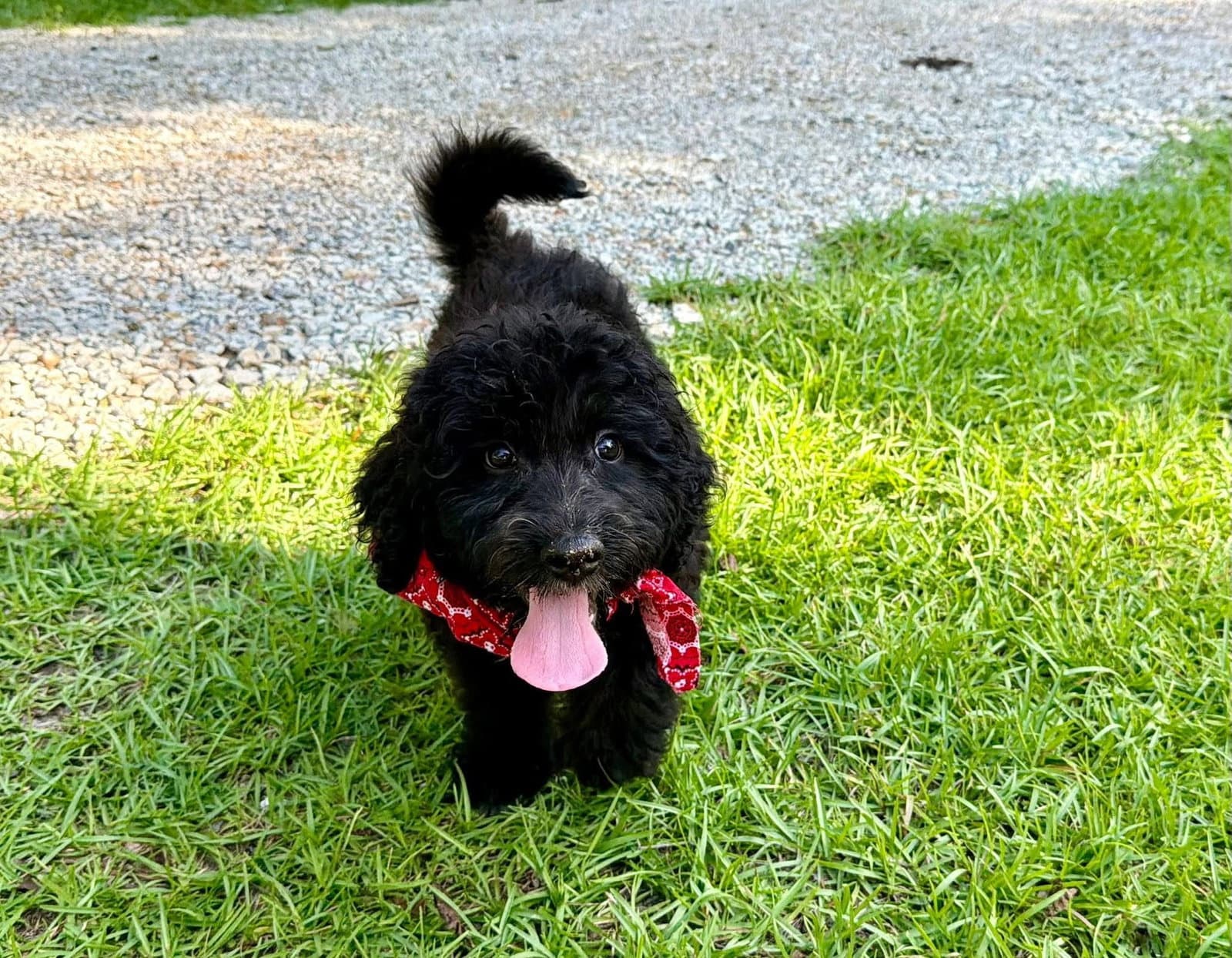 Felix - Poodle (Standard)