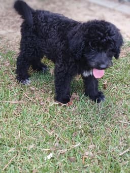 Gracie image 1