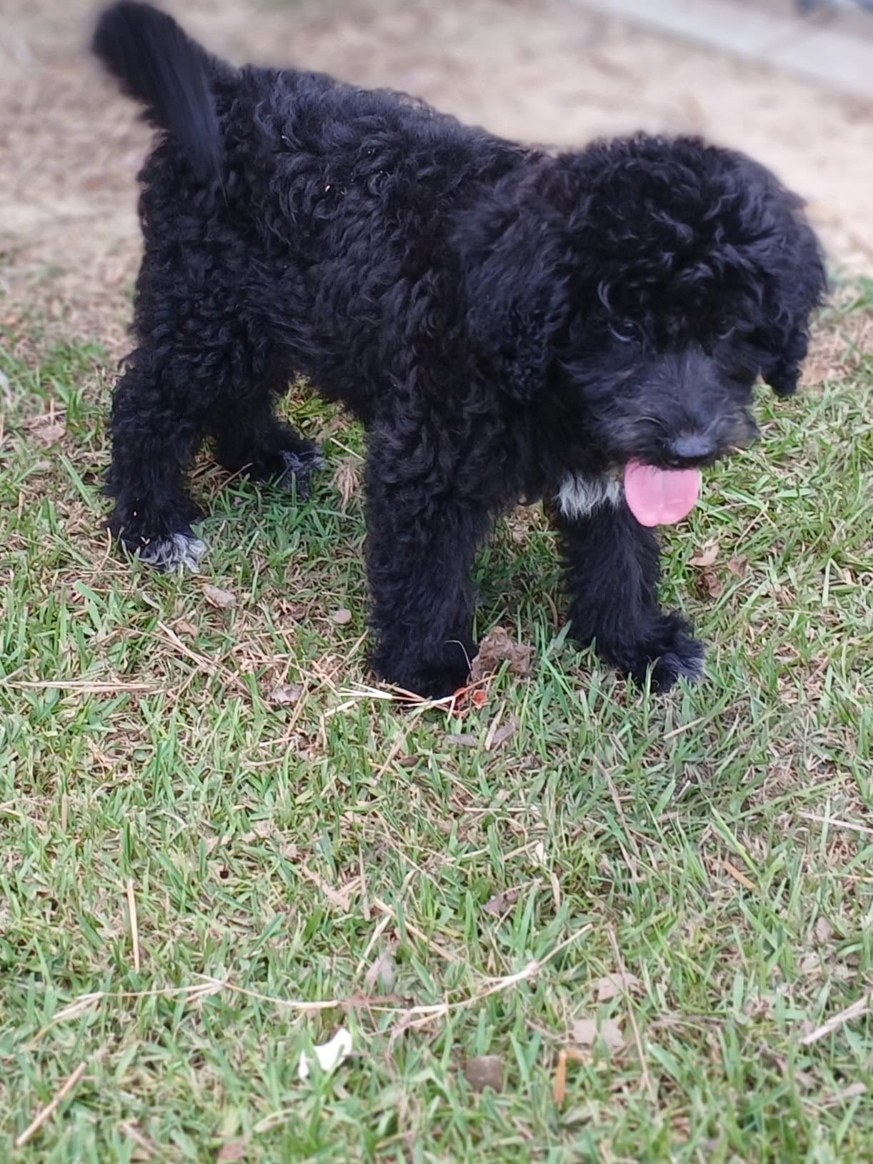 Gracie - Poodle (Standard)