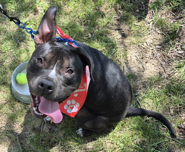 Low Cash - Pit Bull Terrier
