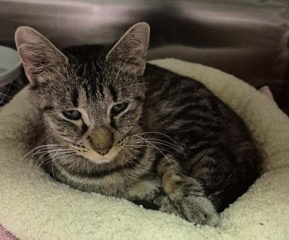 Acme - Domestic Short Hair