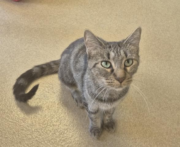 Acme - Domestic Short Hair