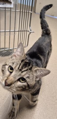 Wiley - Domestic Short Hair