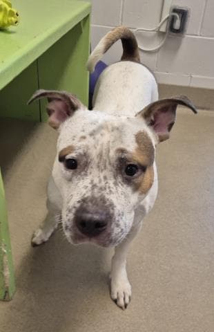 Zeus Potato - Pit Bull Terrier