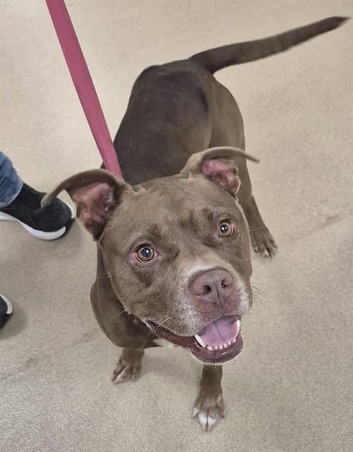 Old Red Grandpa - Pit Bull Terrier