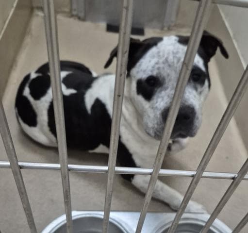 Blu Moon - Pit Bull Terrier