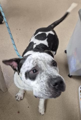 Blu Moon - Pit Bull Terrier