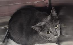 Bailey image 1