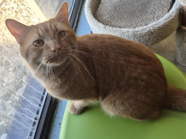 John - Domestic Short Hair