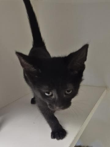 Batman - Domestic Short Hair