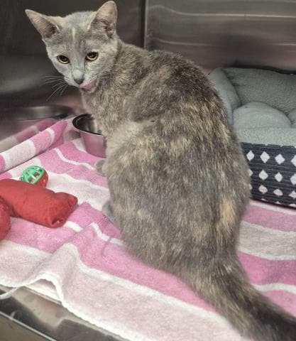 Selina - Domestic Short Hair