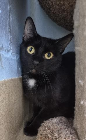 Marian - Domestic Short Hair