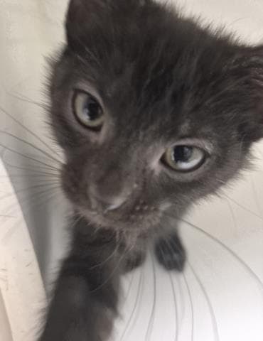 Egg - Domestic Short Hair