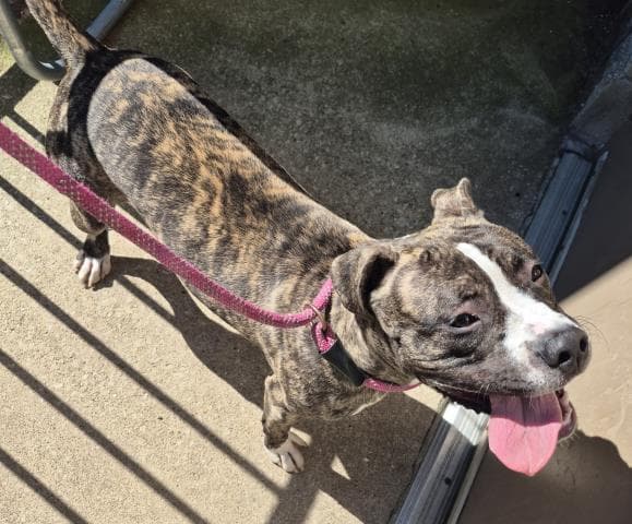 Peri Peru - American Pit Bull Terrier