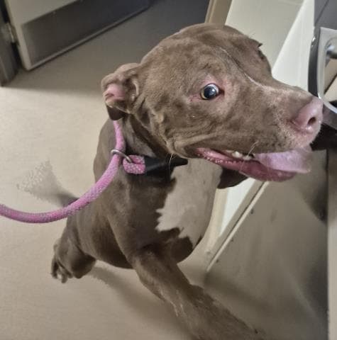 Sandy - Pit Bull Terrier