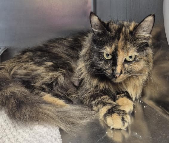 Bonnie - Domestic Long Hair