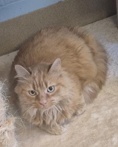 James - Domestic Long Hair