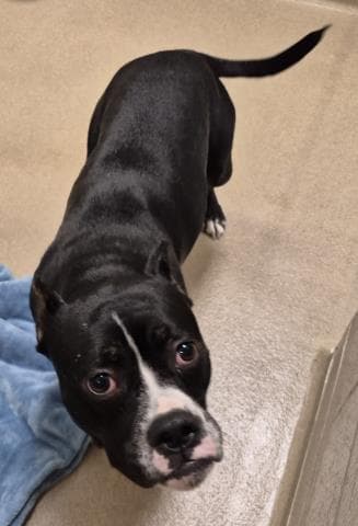 Lucille The Seal - Pit Bull Terrier