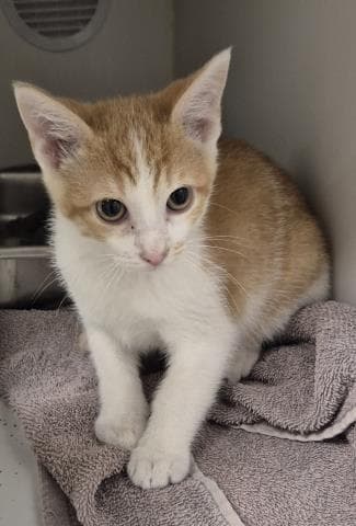 Lenny Carrot - Domestic Short Hair