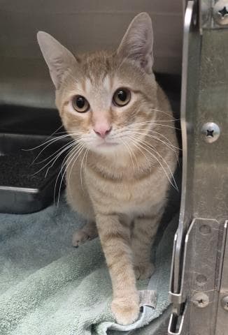 Leo - Domestic Short Hair