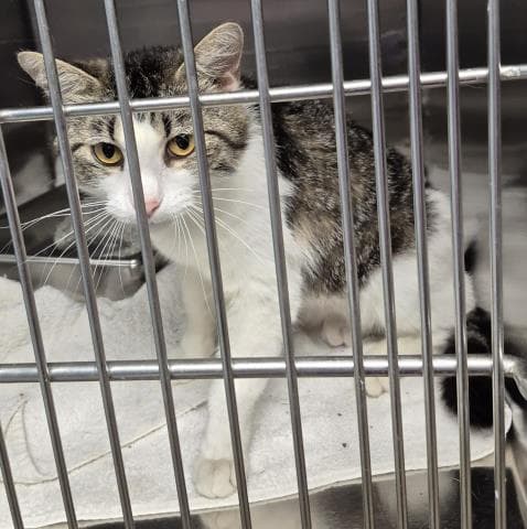 Carol - Domestic Short Hair