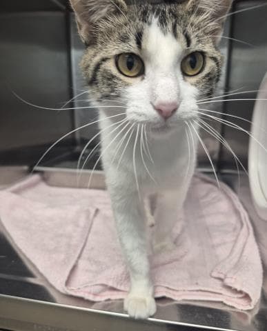 Carol - Domestic Short Hair