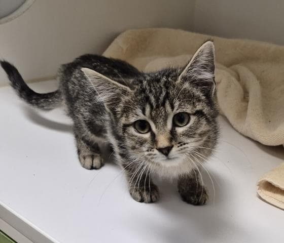 Pogo Stick - Domestic Short Hair