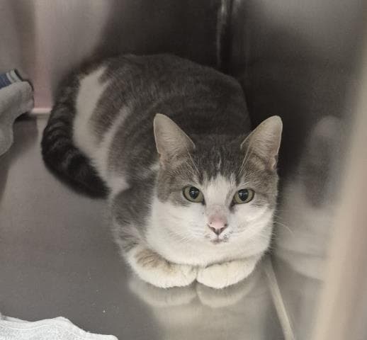 Megan - Domestic Short Hair
