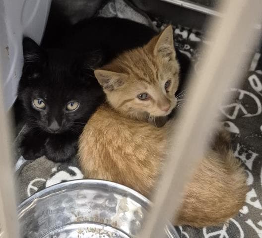 Boysenberry - Domestic Short Hair