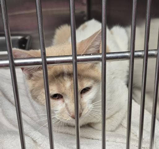 Stella - Domestic Short Hair