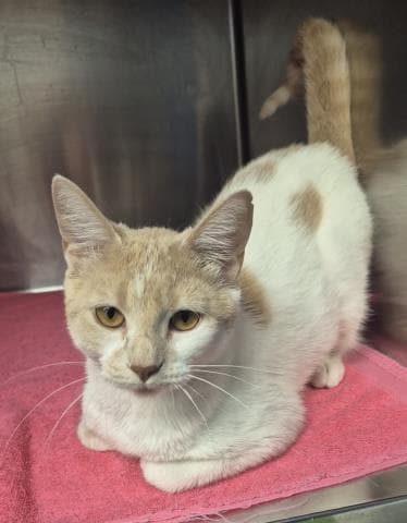 Stella - Domestic Short Hair
