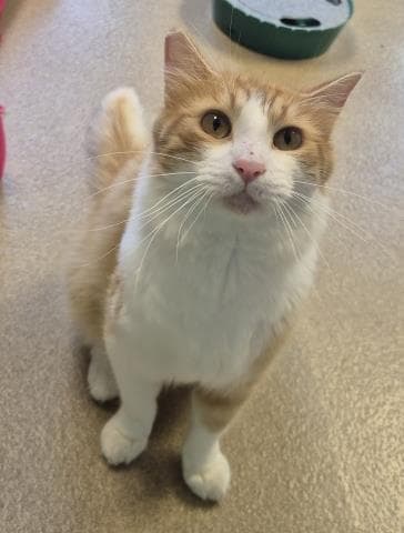 Will - Domestic Short Hair
