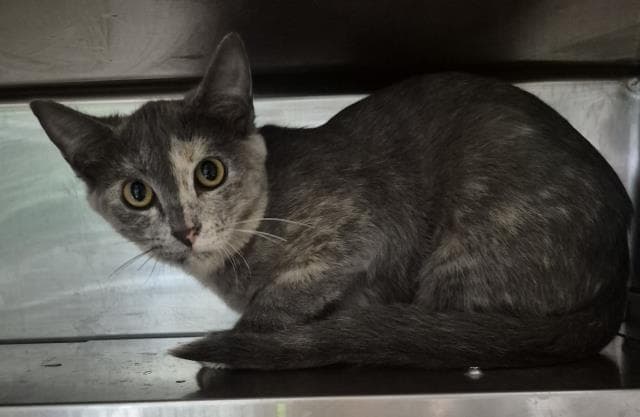 Penny - Domestic Long Hair